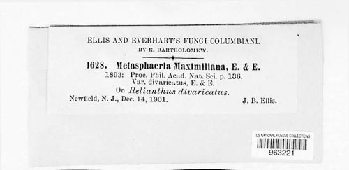 Paraphaeosphaeria maximiliani image